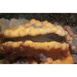 Class Ascidiacea, ascidian. Western Port, Victoria.