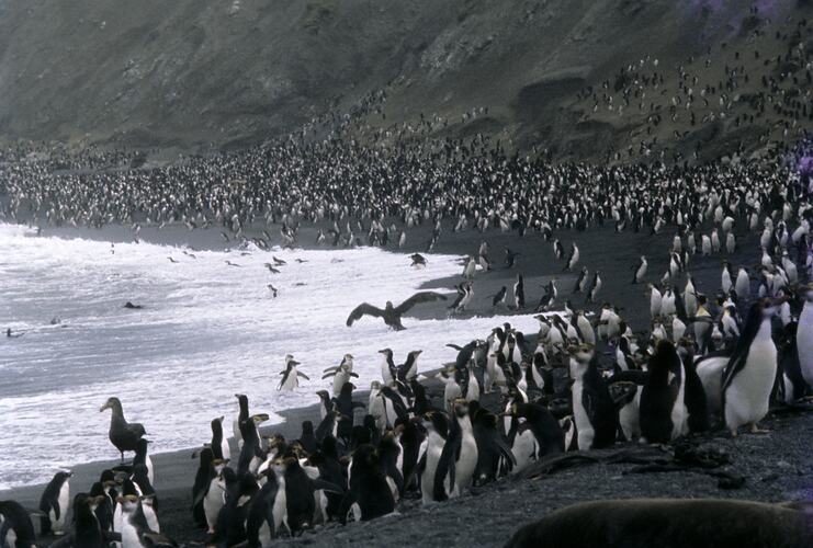 Penguins, Nuggets Rookery, Macquarie Island, Tasmania, Dec 1959