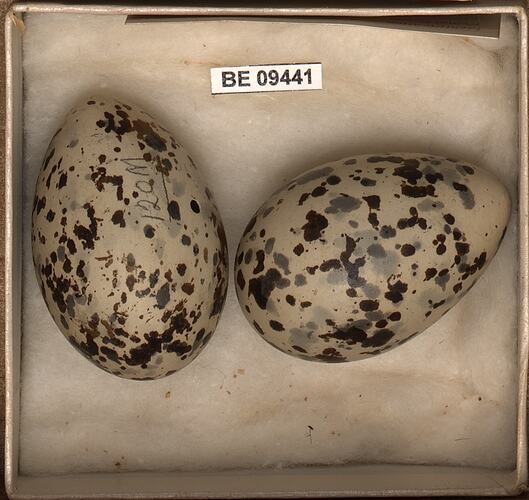 Two bird eggs with specimen labels in box.