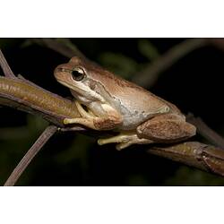 Side view of pale green and brown frog on thin branch.