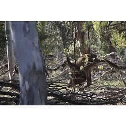 <em>Macropus fuliginosus</em>, Western Grey Kangaroo. Grampians National Park, Victoria.
