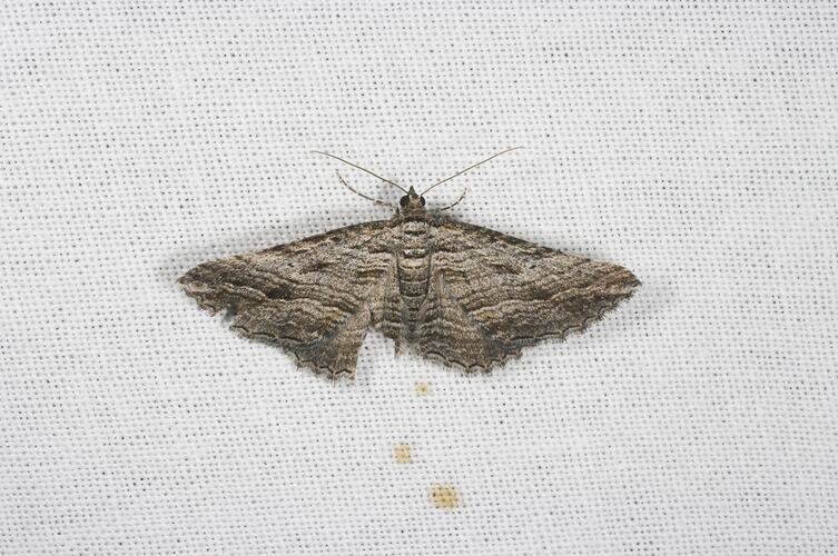 <em>Chrysolarentia severata</em>, Geometrid moth. Grampians National Park, Victoria.