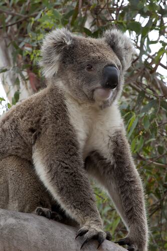 Koala sitting on thick branch,
