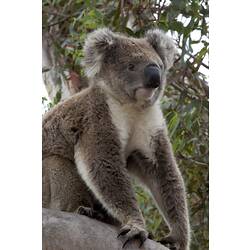 Koala sitting on thick branch,
