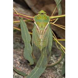 Green cicada, wings folded on back.