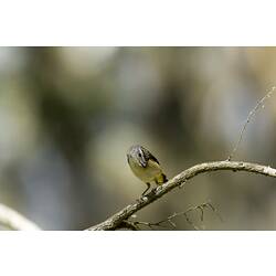 <em>Pardalotus punctatus</em>, Spotted Pardalote, female. Grampians National Park, Victoria.