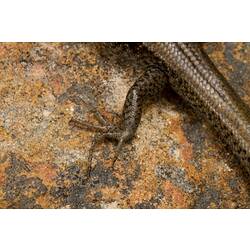 Hind foot of brown speckled lizard on rock.