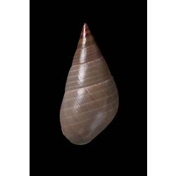 <em>Phasianotrochus eximius</em>, Kelp Shell, shell.  Registration no. F 180028.