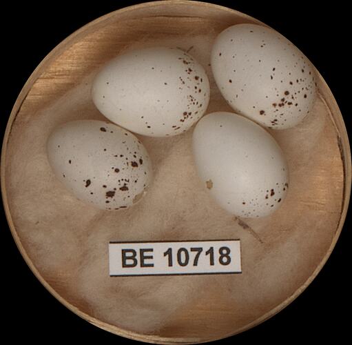 Four bird eggs with specimen label in round box.