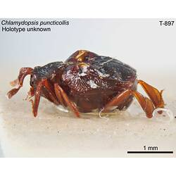 Beetle specimen, lateral view.
