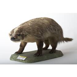 Taxidermied badger specimen on a base with a caution label affixed.