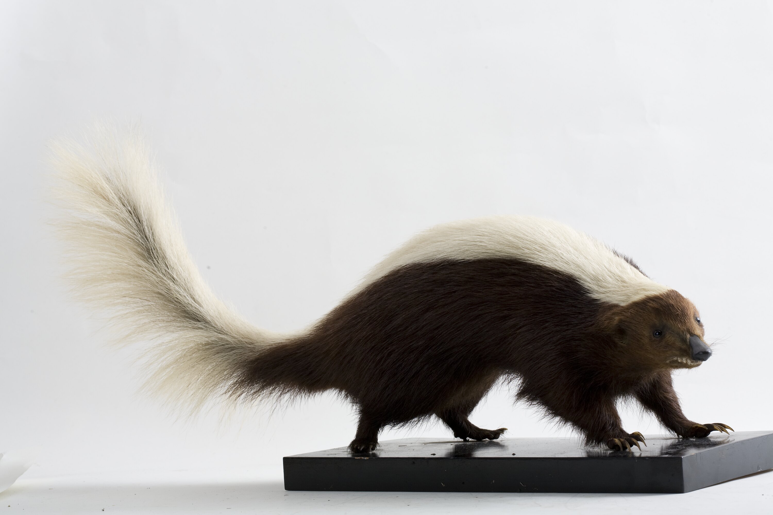 Conepatus leuconotus