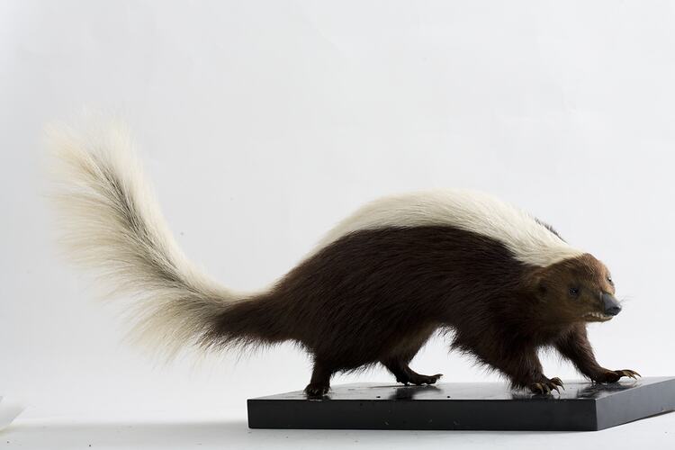 Taxidermied skunk specimen with long bushy tail.