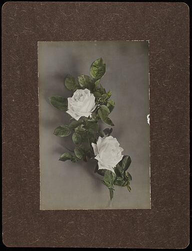 Still life of white rose flowers.