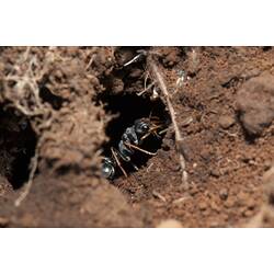 <em>Myrmecia pilosula</em>, Jumper Ant. Budj Bim Cultural Heritage Landscape