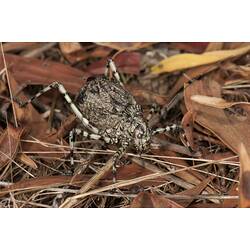 <em>Acripeza reticulata</em>, Mountain Katydid. Budj Bim Cultural Heritage Landscape, Victoria.