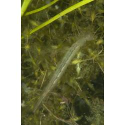 Water beetle larvae on pond bottom.