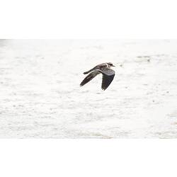 Water bird in flight.