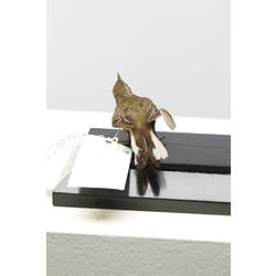 Rear view of taxidermied bird specimen with labels.