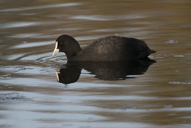 Black water bird with white beak on water.