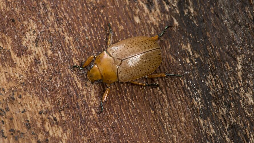 Orange-brown beetle on bark.