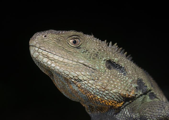 Water Dragon, detail of head against black background.
