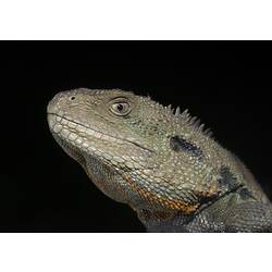 Water Dragon, detail of head against black background.