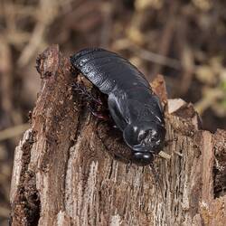 Black cockroach on bark.