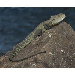 Water Dragon sitting on a rock.