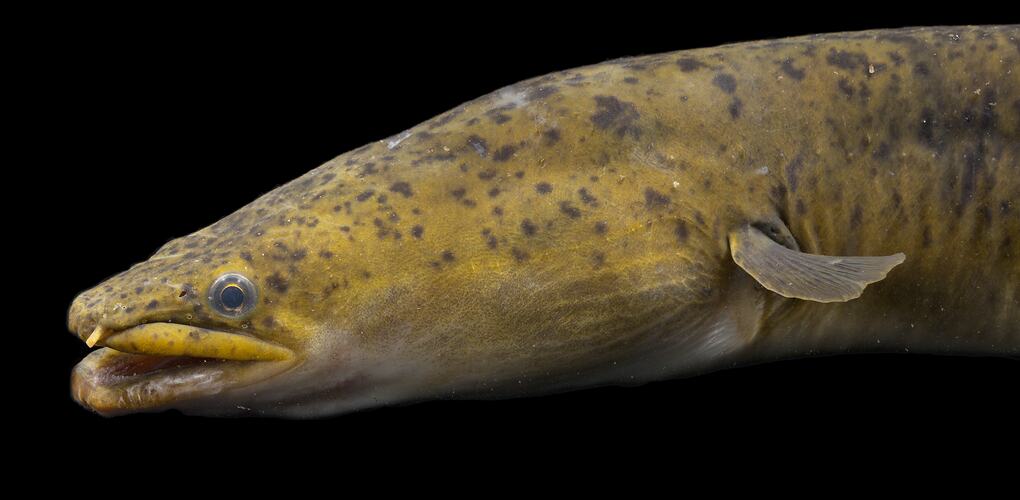 Head of yellowish eel.