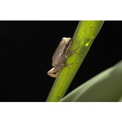 Frog climbing blade-like leaves.