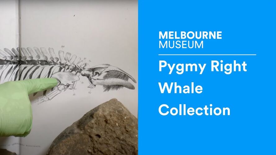 Collecting a Pygmy Right Whale, <em>Caperea marginata</em>, for Museum Victoria.