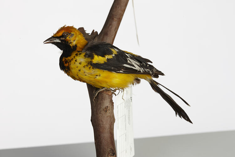 Yellow and black bird specimen on branch.