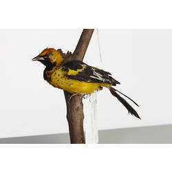 Yellow and black bird specimen on branch.