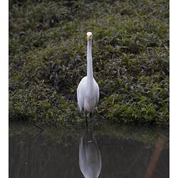 Long-necked white bird standing in shallow water.