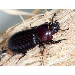 Family Passalidae, bess Beetle. Budj Bim Cultural Heritage Landscape, Victoria.