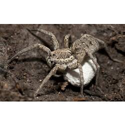 Wolf spider carrying white egg sac underneath it.