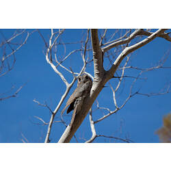 Brown nightjar sitting on leafless tree against blue sky,