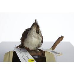 <em>Garrulax leucolophus leucolophus</em>, White-crested Laughing-thrush, mount.  Registration no. 28836.