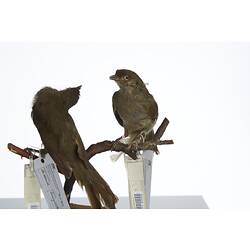 <em>Andropadus importunus</em> and <em>Andropadus importunus importunus</em>, Sombre Greenbul, mounts.  Registration nos. 54703 (left) & 54807 (right).