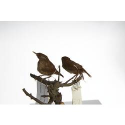 <em>Troglodytes troglodytes</em>, Winter Wren, mounts.  Registration nos. 58161 (left) & 58162 (right).