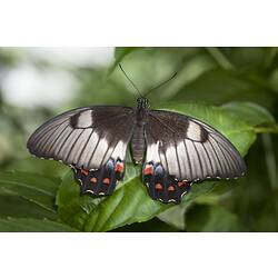 Black and white butterfly, wings spread, on bush.