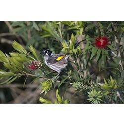 Black, white and yellow bird in a leafy bush.