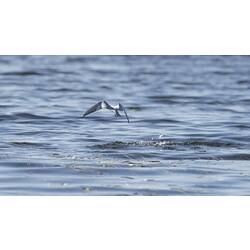Whiskered Tern.