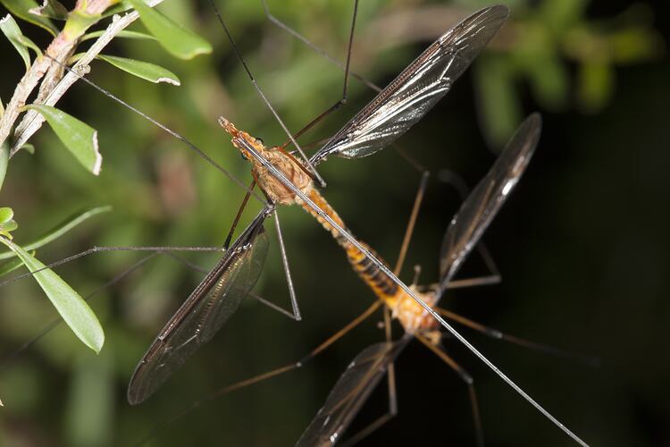 Two orange and black crane flies, ends of abdomens held together.