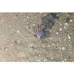 <em>Mictyris</em> sp., crab. Lakes Entrance, Victoria.