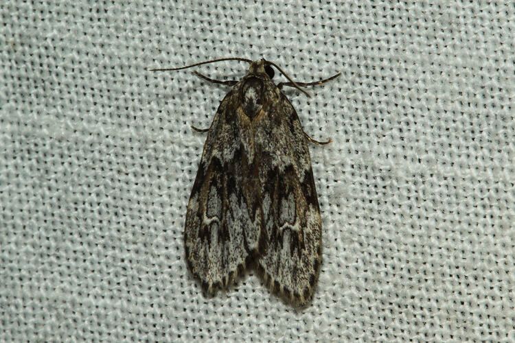 <em>Halone servilis</em>, moth. Murray Explored Bioscan.