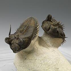 Two trilobites on rock plinth.