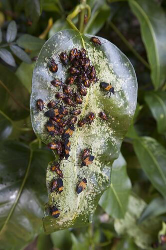 <em>Oncopeltus</em> sp., seed bug. Fairy Dell, Victoria.