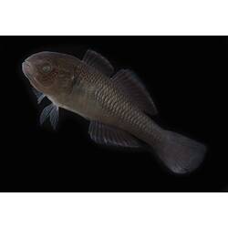 Carp Gudgeon.